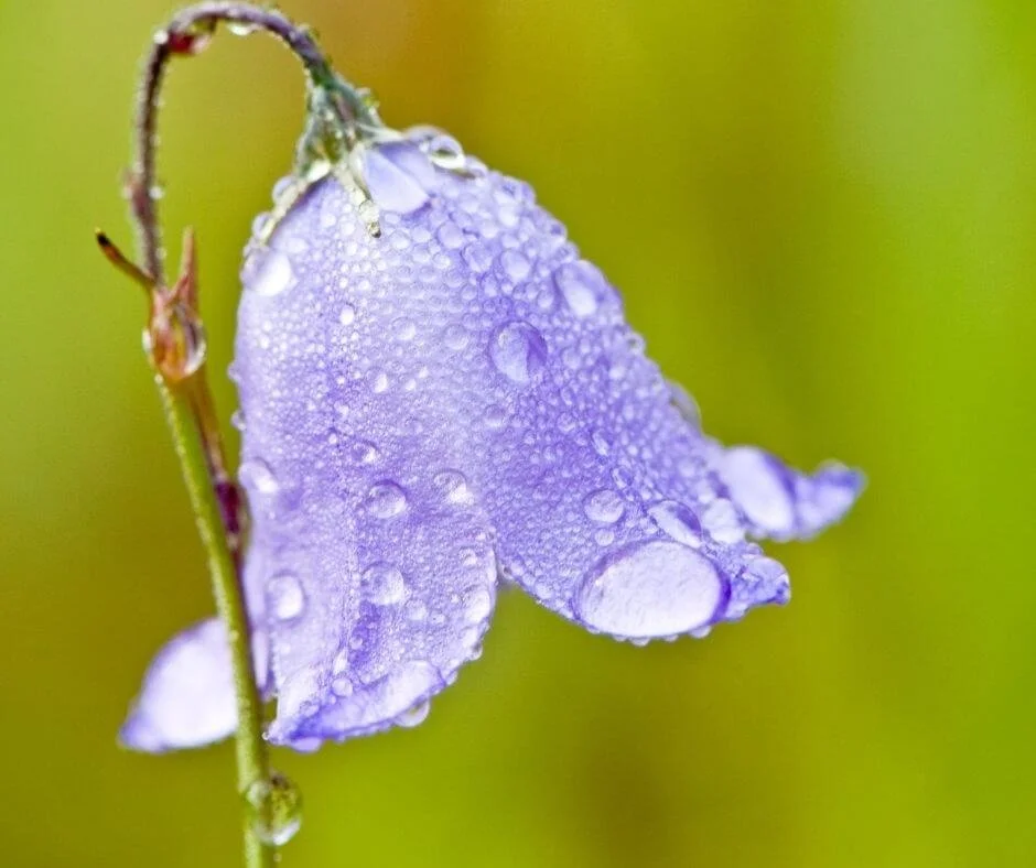 The Most Beautiful Bell-Shaped Flowers to Add to Your Garden